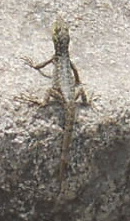 Eidechse auf einer
              Trockenmauer von Machu Picchu auf dem Gipfel von Huayna
              Picchu