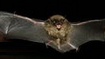Fledermaus
              (Microchiroptera)