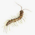 Hundertf�ssler
              (Chilopoda)