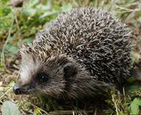 Igel (Erinaceidae)