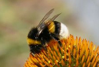 Hummel (Bombus)