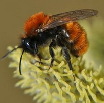 Wildbiene:
                          Solit�rbiene: Rotpelzige Sandbiene (Andrena
                          fulva)