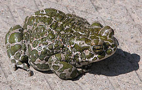 Wechselkr�te
              (Bufotes viridis)