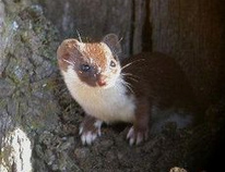 Mauswiesel (Mustela
                          nivalis)