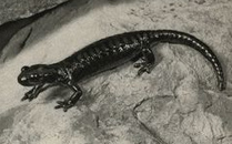 Alpensalamander (Salamandra atra)
