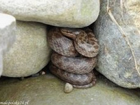 Schlingnatter (Coronella austriaca) in
              Trockenmauer eingerollt