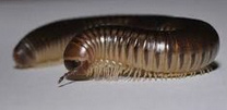 Tausendf�ssler
              (Myriapoda)