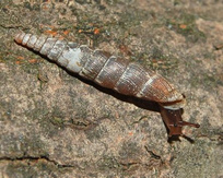 Schliessmundschnecke (Clausiliidae)