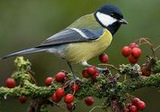 Kohlmeise
                      (Parus major)