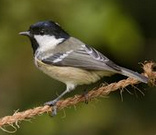 Tannenmeise (Periparus ater,
                          Syn.: Parus ater)