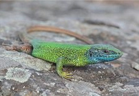 �stliche Smaragdeidechse
                          (Lacerta viridis)