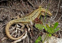 Waldeidechse (Lacerta vivipara)