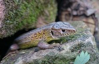 Zauneidechse in Trockenmauer