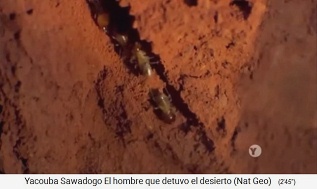 Termiten sind Tunnelbauer
                      und lockern den Erdboden auf 01