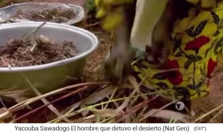 Die Frauen sammeln die Hirsedolden 01