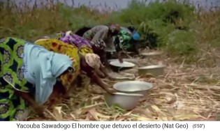 Die Frauen sammeln die Hirsedolden 02