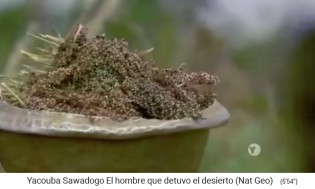 Volle Ernteschale mit Hirsedolden 01