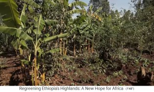 Kleinfeldlandwirtschaft im Hochland von
                    �thiopien mit B�umen und Bananenstauden rund rum