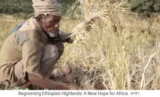 Getreideernte
                    in Tigray