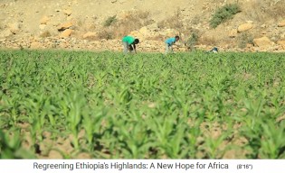 Lauchfeld im Hochland von �thiopien