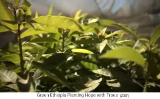 Baumschule 06: Gesprossene Setzlinge