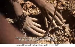 Baum pflanzen 03: Das Baumloch
                                  mit dem kleinen Baum wird mit
                                  umliegender Erde verschlossen