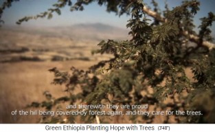 Der Wald von Boreta
                                  Gerado Dengego 04