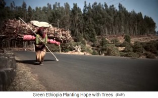 Frauen schleppen Brennholz ca.
                      30kg auf dem R�cken 01