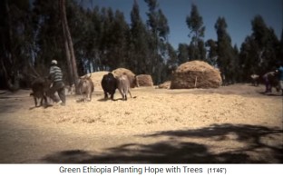 Getreide wird mit K�hen gedroschen