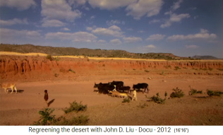 �thiopien, Dorf Abraha Atsebaha,
                      Vieh in der W�ste