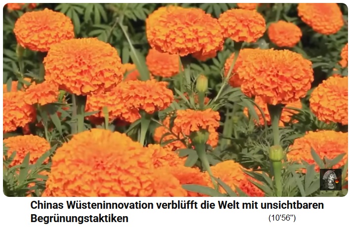 China Lutjan:
                                              Felder mit Tagetes in
                                              Orange