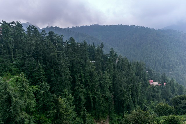 El bosque de pinos
                              tiene el mayor efecto curativo con
                              terpenos de la resina y de las agujas