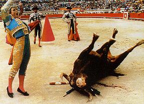 Stier am Boden.
                      Tierschutz gibt es nicht, und
                      Pers�nlichkeitsschulung auch nicht...