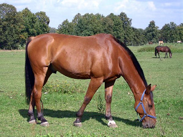 Un caballo siempre
                        fue en un pasto de primera clase...
