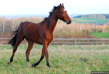Un caballo brioso
                      alaz�n bien criado...