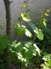 Una vi�a joven con
                          brotes (yemas) y con tiernas hojas...