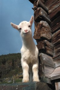 El chivo comi� de una vi�a joven, y va ser
                        seco con vino