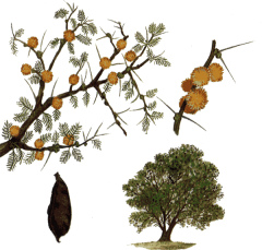 Una zorra quer�a una presa, pero fue un
                        arbusto y doli� mucho