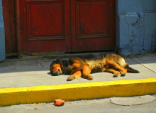 ... y ese perro -
                          en lugar de espantar las moscas - fue
                          durmiendo...
