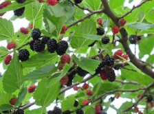 Un asasino y ladr�n dijo que sus manchas de
                        sangre sean de las moras de una morera