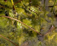 Un grupo de ranas
                      pensaron que sea bien...