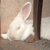 ... la liebre fue un
                      dormil�n.