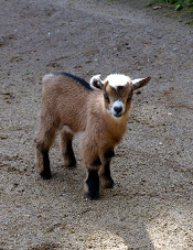 Un cabrito fue en
                      camino...