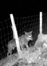 ... y fue capturado
                      por un lobo, pero el cabrito pidi� que...