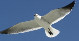 y una gaviota formaban
                      una empresa de comercio...