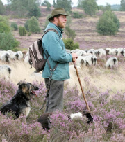 ... pero el cuervo
                        fue tan chico que solo se enred� en la lana del
                        carnero y el pastor ten�a que liberar el
                        cuervo.