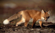 y una zorra dec�an que
                      van compartir la presa.