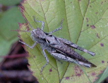 Una
                        cigarra cant� en un �rbol, pues una zorra quer�a
                        una presa...