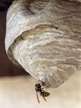 ... un avispero y fue
                      picado por una avispa en su cabeza.