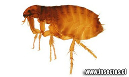 ... y solo dijo la
                      pulga: "As� es mi manera de vivir"...